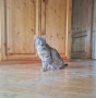 Anka (5)